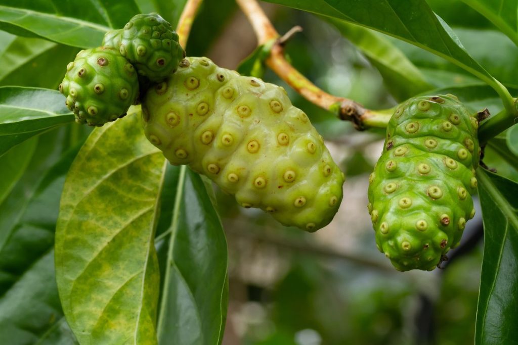 7 Manfaat Buah Mengkudu Untuk Kesehatan