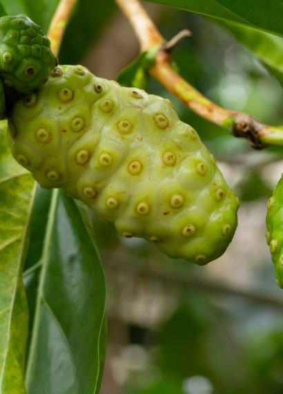 7 Manfaat Buah Mengkudu Untuk Kesehatan