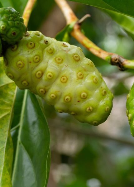 7 Manfaat Buah Mengkudu Untuk Kesehatan